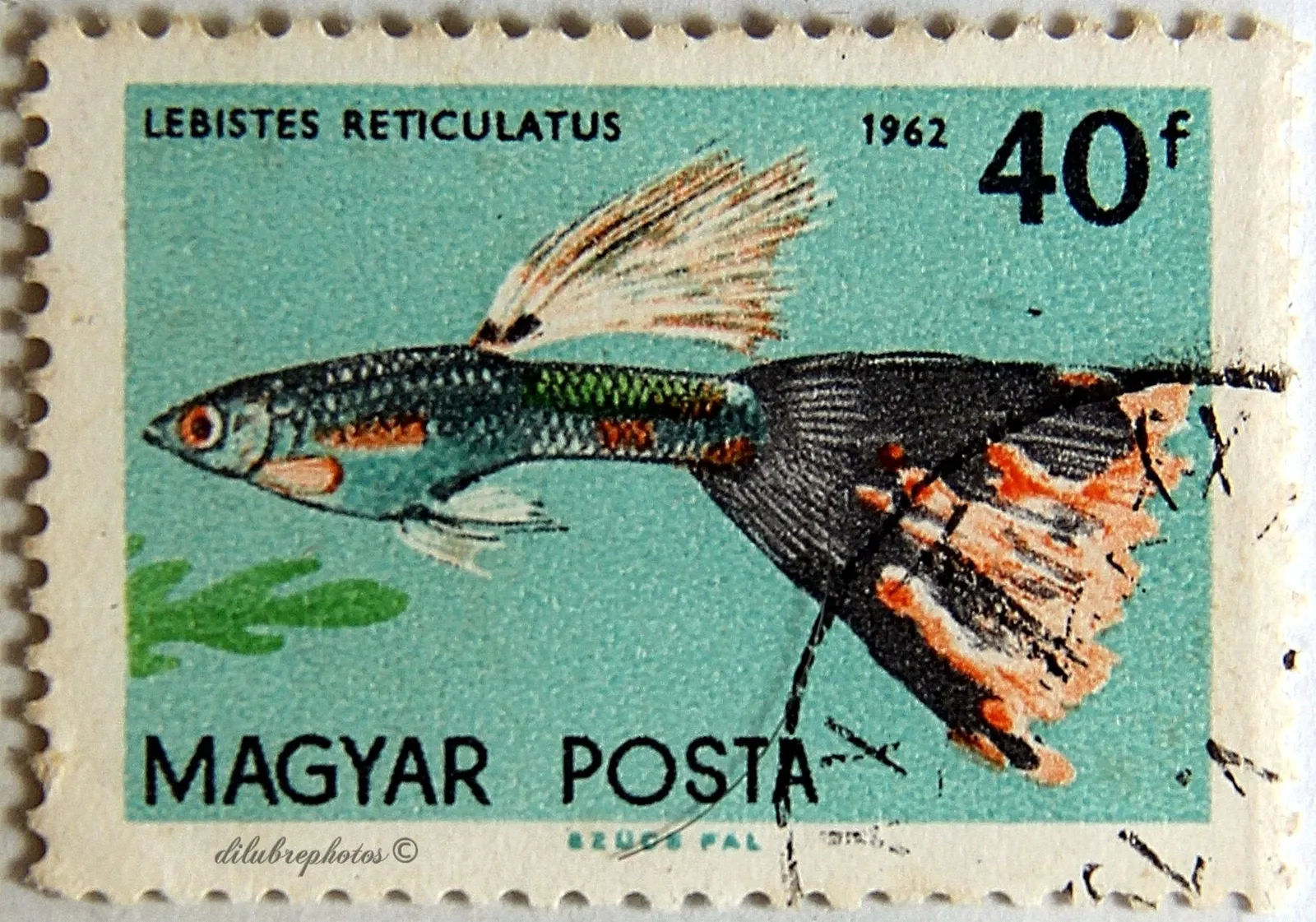 Enlarged study of a 1962 Hungarian postage stamp.