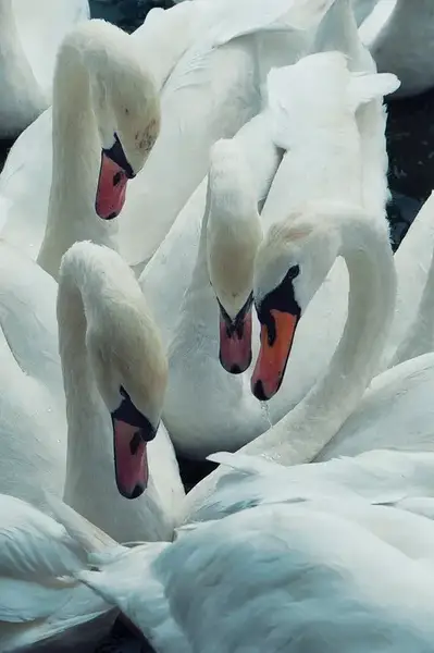 Study of nesting swans, from the house collection.