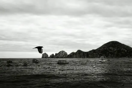 Study of a bird in glide over a dark sea, from the house collection.