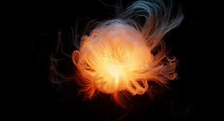 Study of a fire bloom on black, from the house collection.